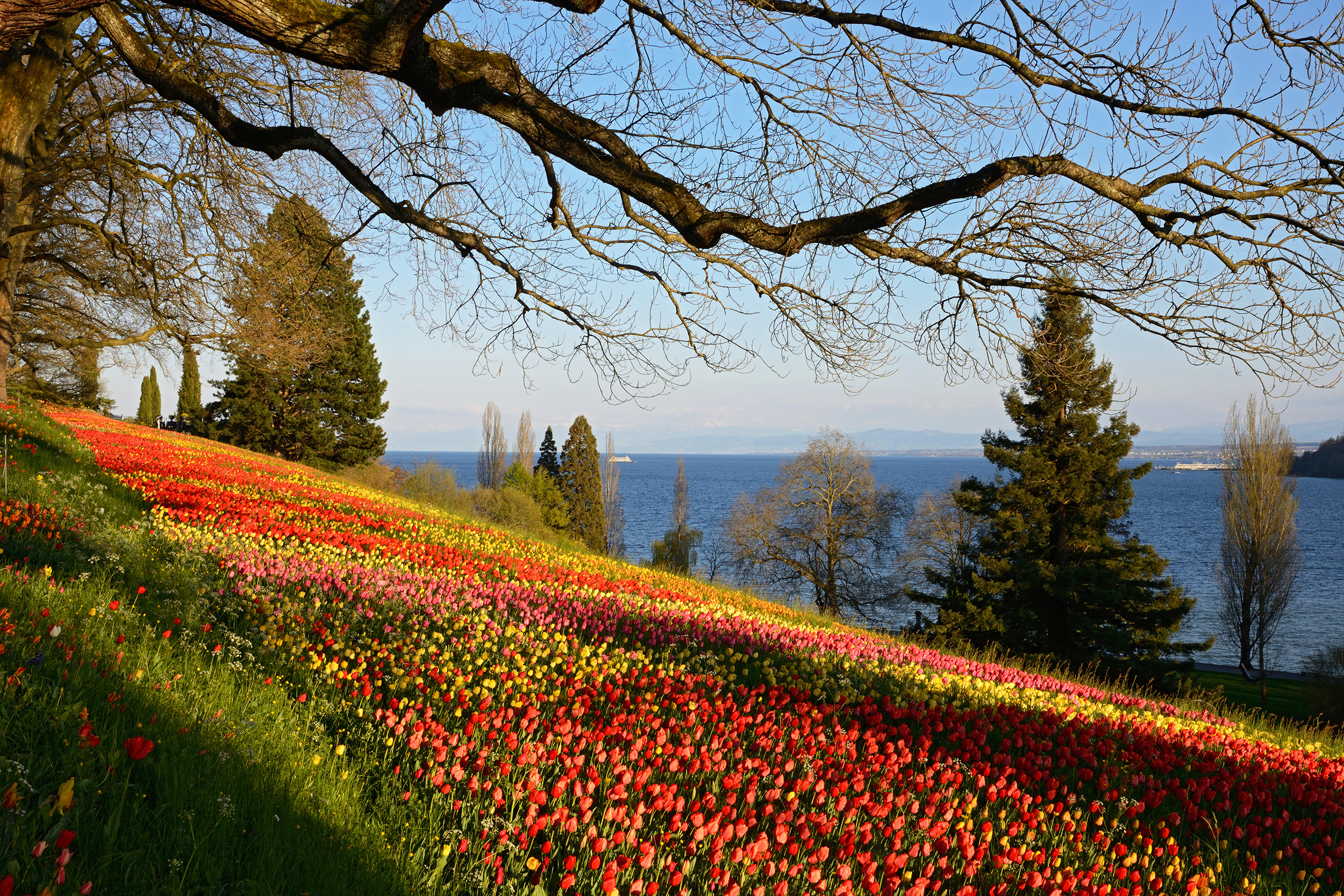 Tulpenhang auf der Insel Mainau 