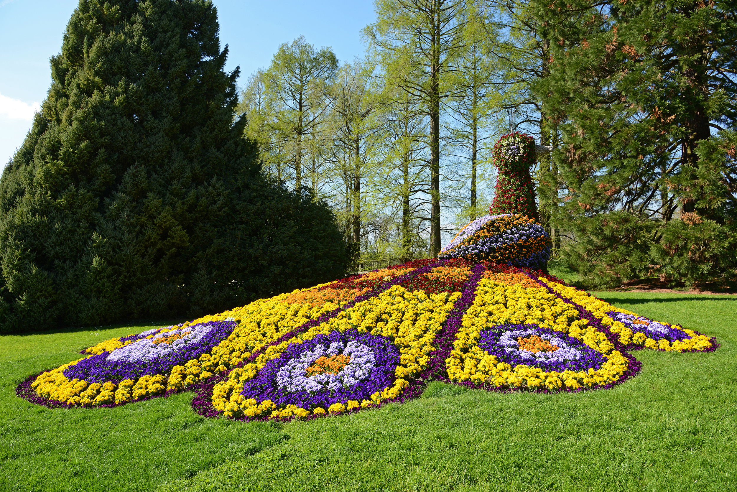 Blumenpfau auf der Insel Mainau