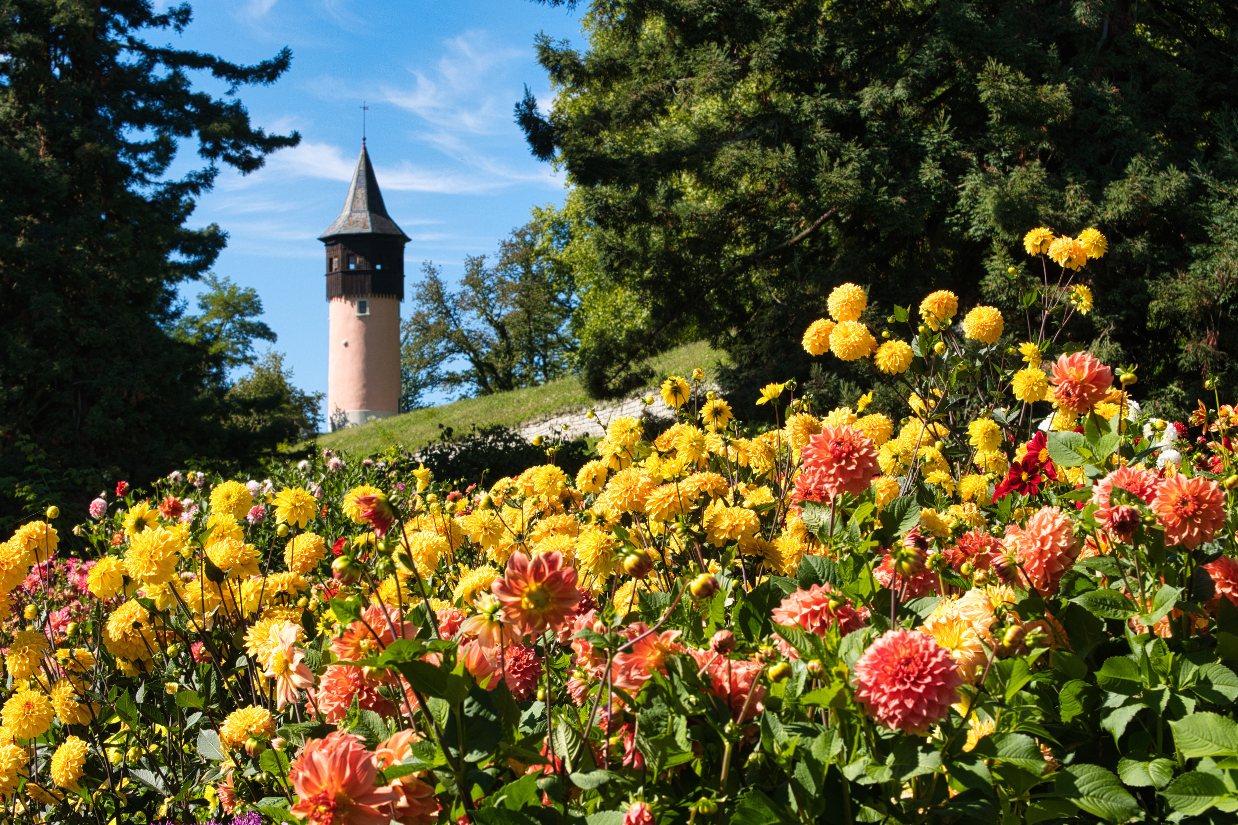 Dahliengarten mit Schwedenturm auf der Insel Mainau