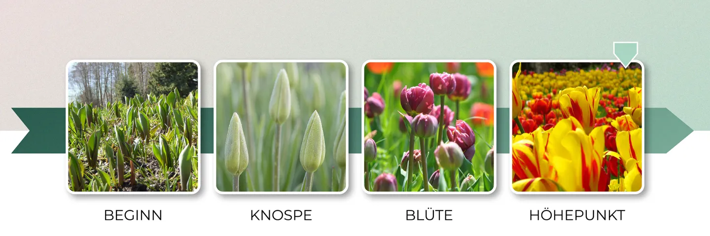 Blütenbarometer, Stufe 15