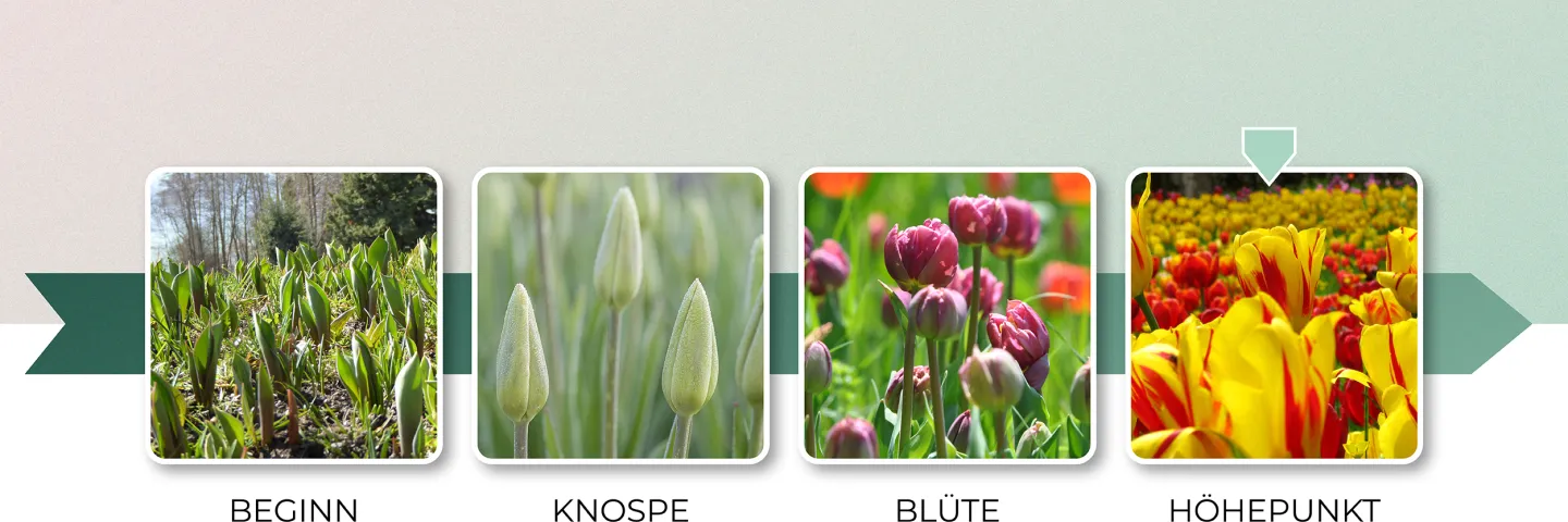 Blütenbarometer für Tulpenblüte, Stufe Höhepunkt