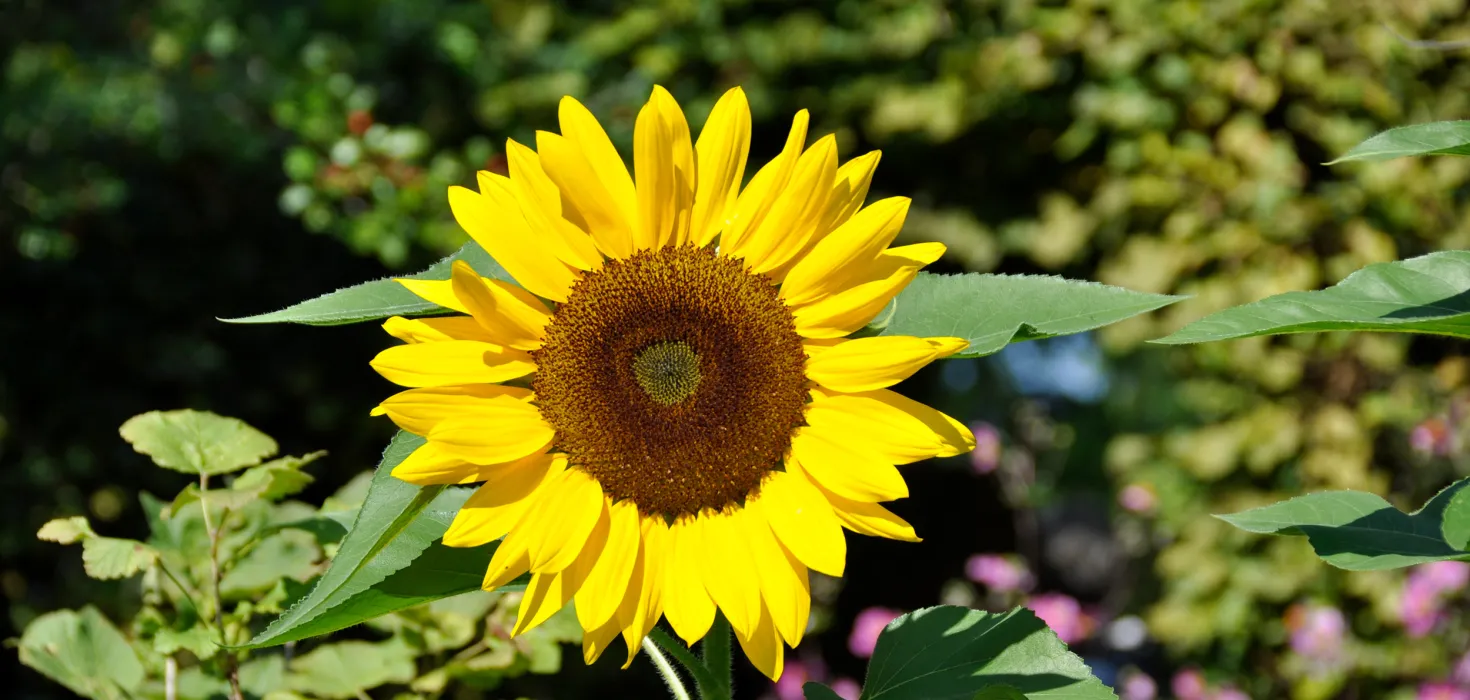 Sonnenblume auf der Insel Mainau