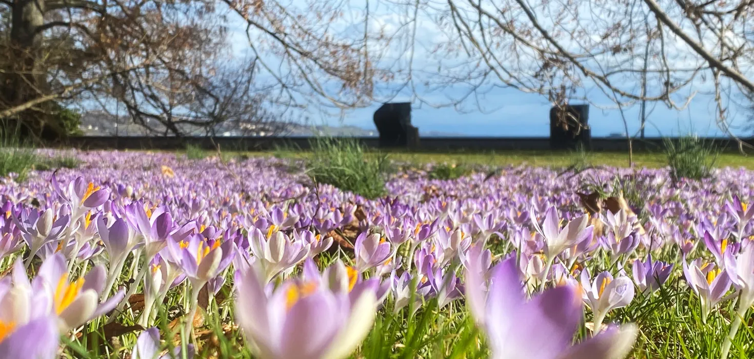 Elfen-Krokusse im Ufergarten von der Insel Mainau