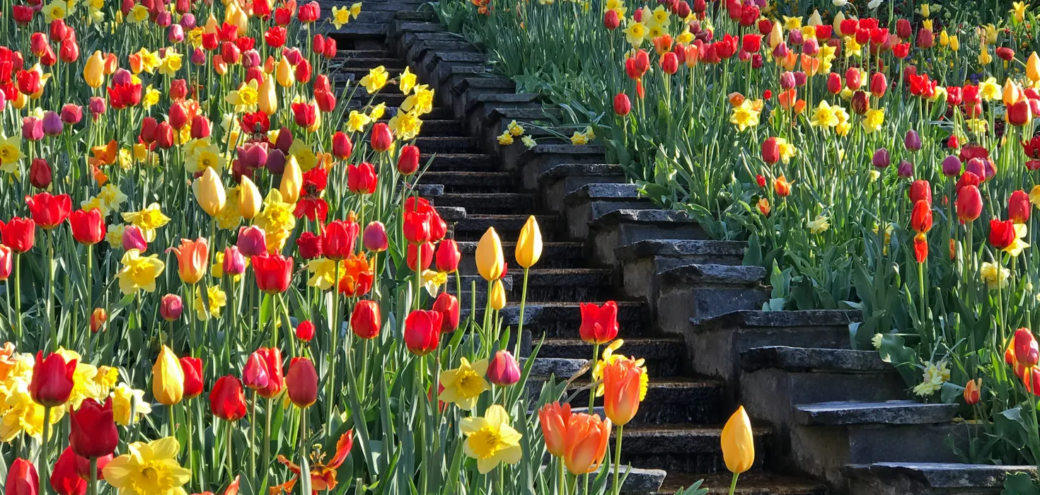 Narzissen und Tulpen an der Italienischen Blumen-Wassertreppe