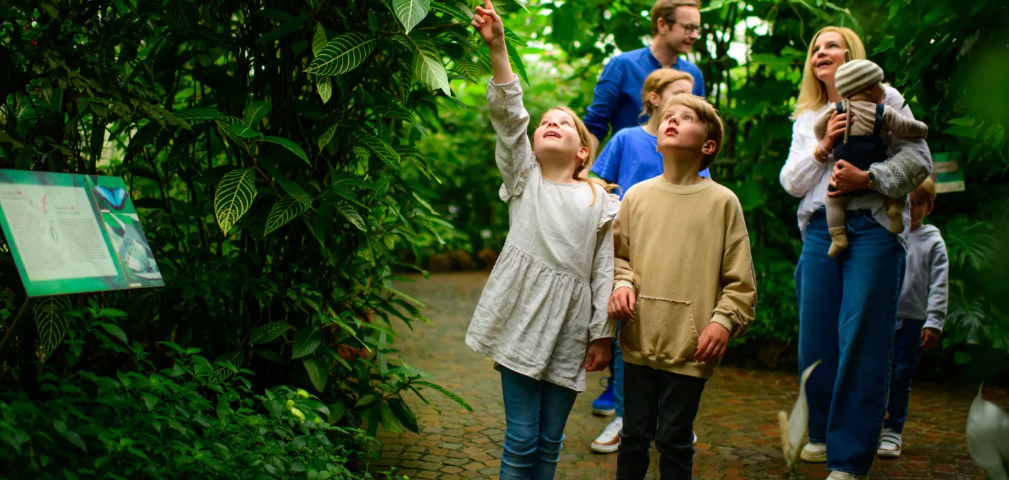 Auf Entdeckungstour im Schmetterlingshaus