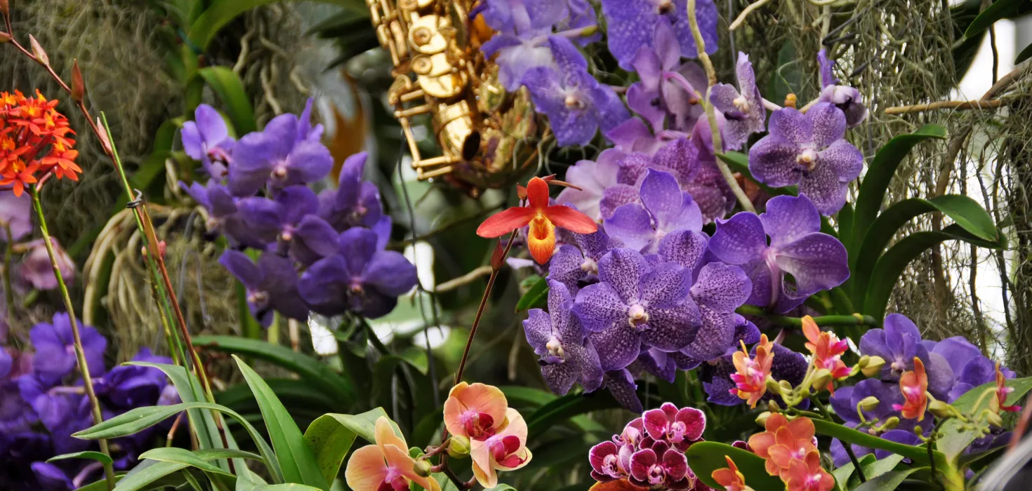 Verschiedene Orchideen in der Orchideenschau auf der Insel Mainau