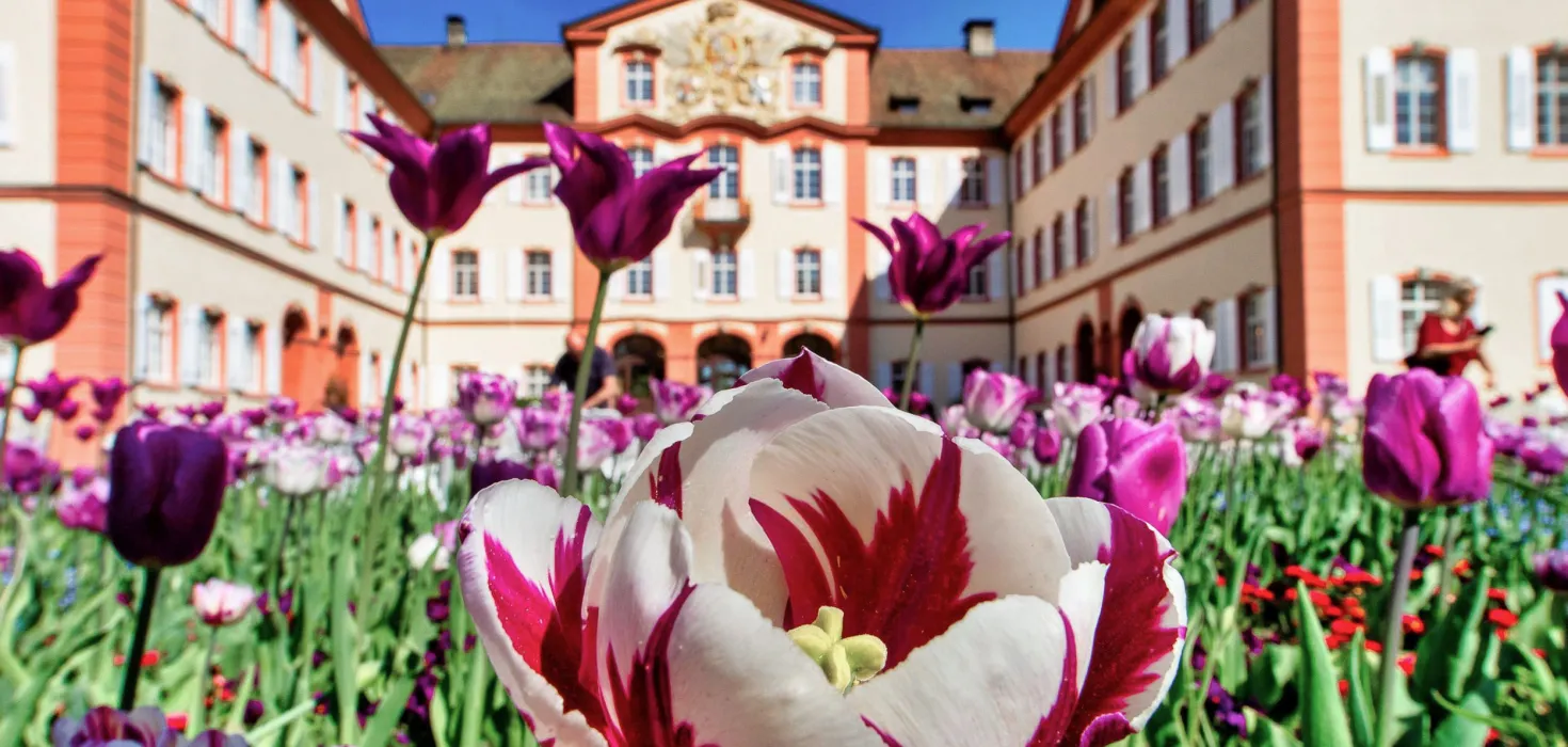 Tulpen vor dem Schloss Mainau