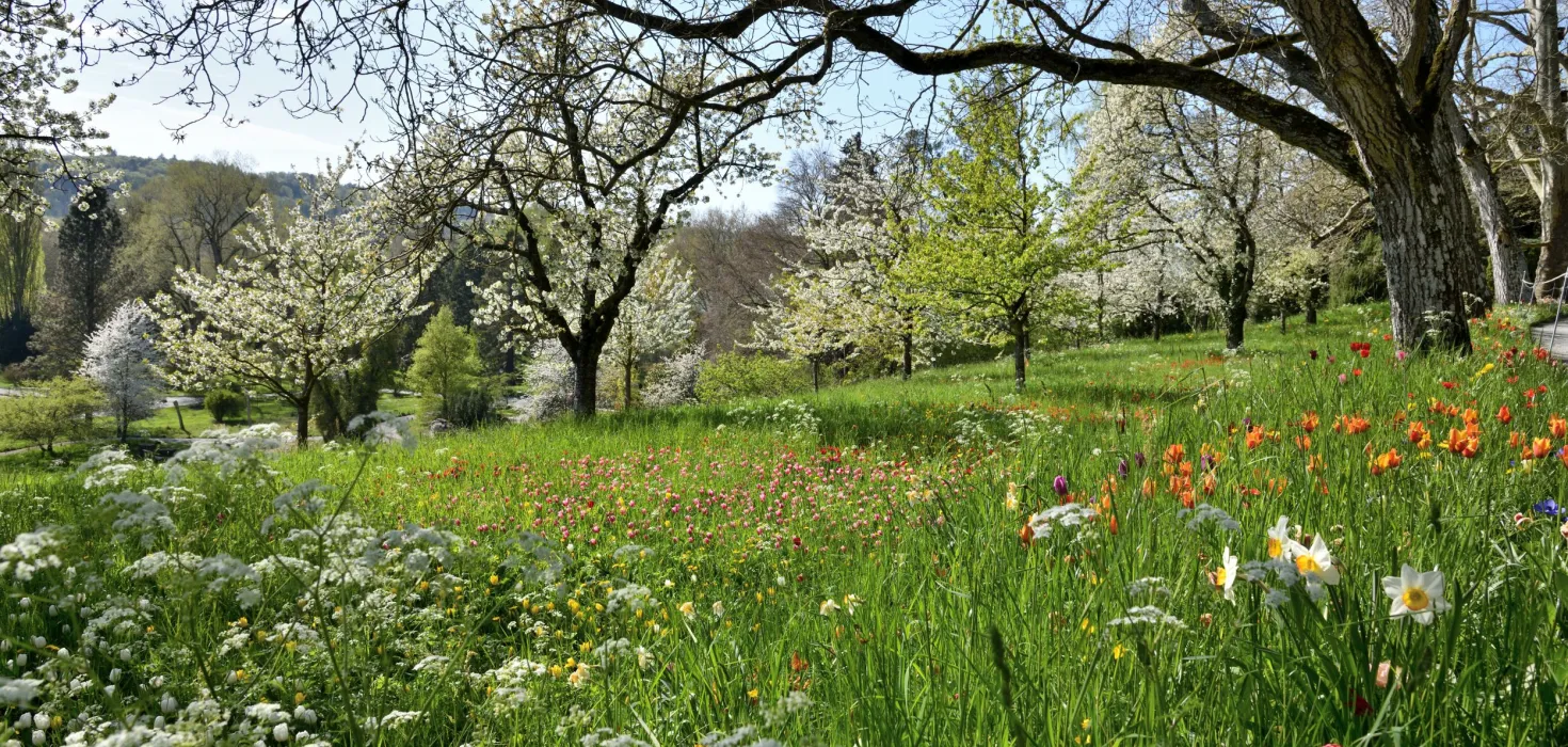 Frühjahrsblüher Mainau