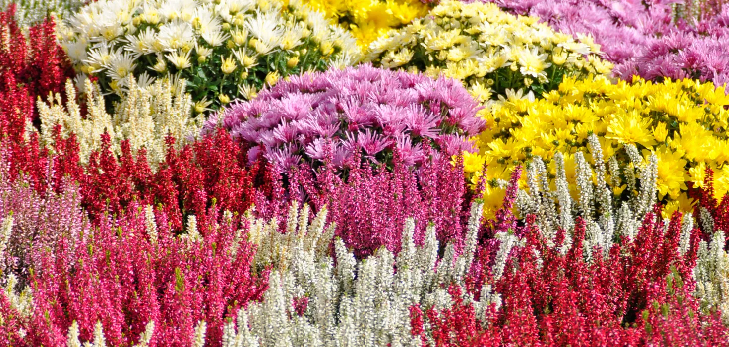 Bunte Mischung aus verschiedenen Blüten