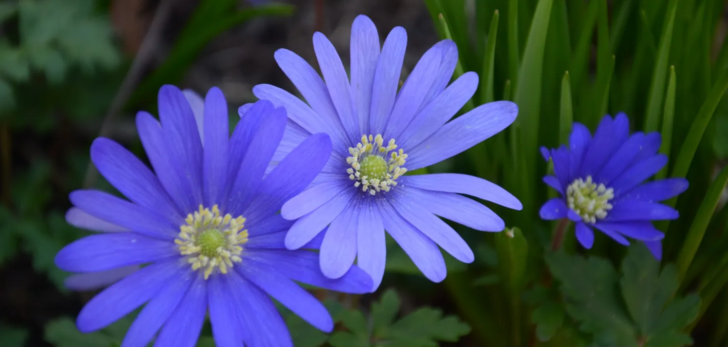 Nahaufnahme von mehreren blauen Anemone blanda-Blüten mit gelben Staubgefäßen und grünen Blättern