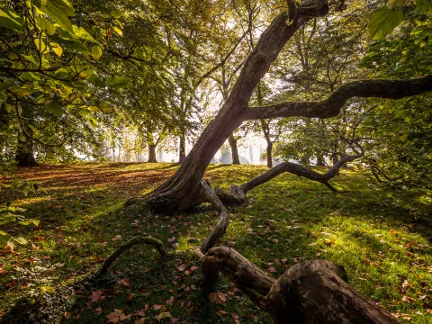 Trompetenbaum im Arboretum auf der Insel Mainau