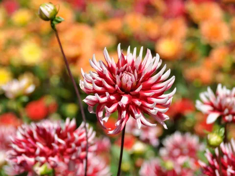 Rotweiße Kaktusdahlie