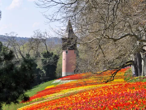 Tulpenwiese auf Insel Mainau mit Blick zum Schwedenturm
