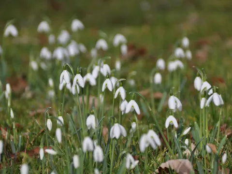 Schneeglöckchen auf Wiese