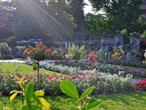 Italienischer Rosengarten der Insel Mainau