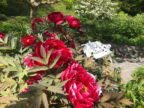 Sitzbank im Päoniengarten der Insel Mainau