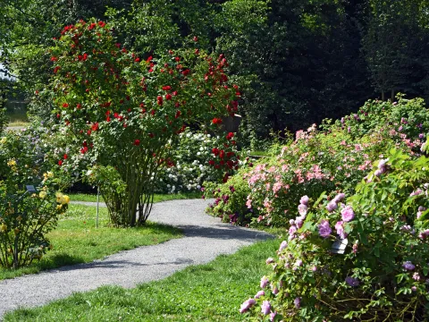 Promenade der Wild- und Strauchrosen auf der Insel Mainau