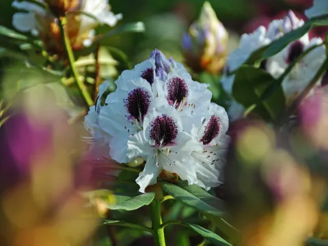 Rhododendronblüte auf der Insel Mainau