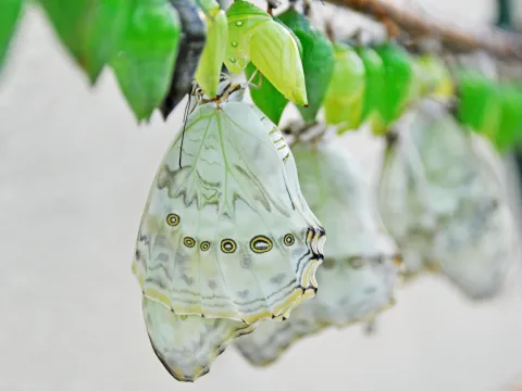 Puppenstube im Schmetterlingshaus auf der Insel Mainau