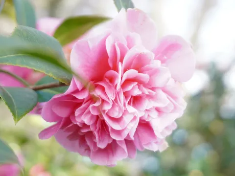 Kamelie am Ufergarten