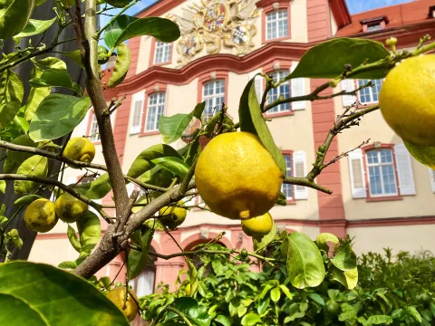 Historische Zitrussammlung vor Schloss Mainau