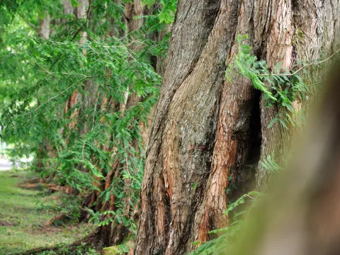 Sommer in der Metasequoia-Allee auf der Insel Mainau