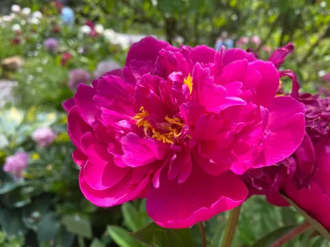 Pfingstrose auf der Insel Mainau
