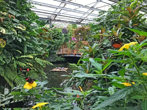 Tropische Kulisse im Schmetterlingshaus auf der Insel Mainau