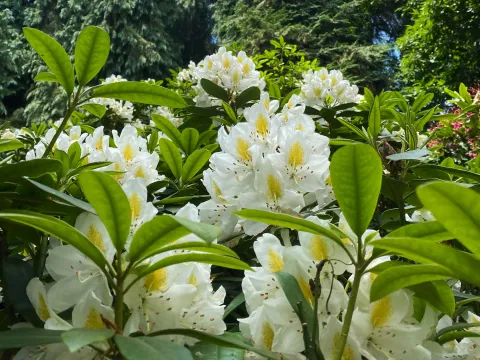 Weiße Rhododendronblüte 