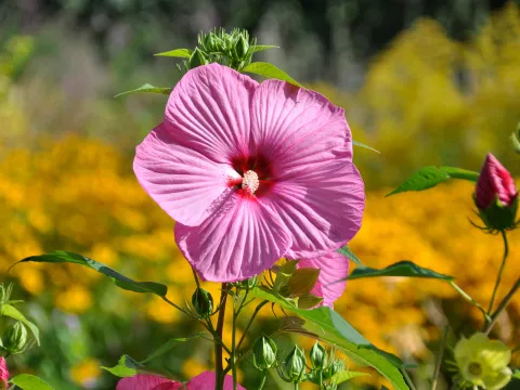 Stauden-Hibikus 'Mauvelus' im Staudengarten auf der Insel Mainau