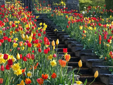 Narzissen und Tulpen an der Italienischen Blumen-Wassertreppe