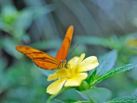 Passionsblumenfalter auf gelber Blume im Schmetterlingshaus auf der Insel Mainau