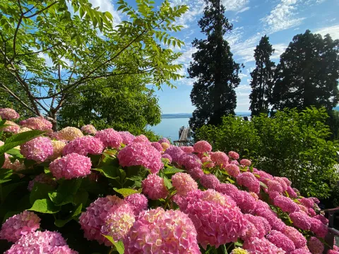 Rosa Hortensienblüten vor Bodensee-Kulisse