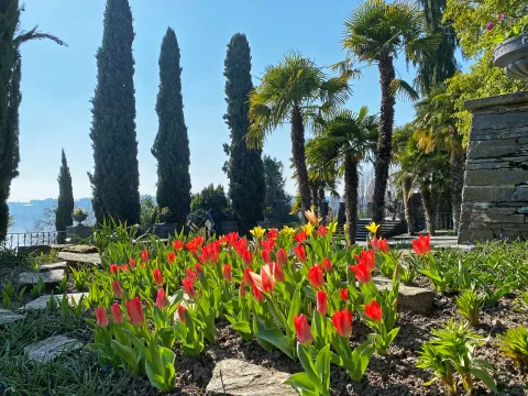 Tulpen auf den Mediterran-Terrassen auf der Insel Mainau 