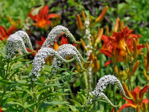 Entenschnabel-Felberich, kombiniert mit Taglilien in einem Beet
