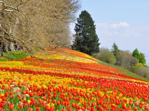 Tulpenwiese 