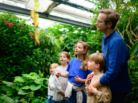 Große Faszination im Schmetterlingshaus