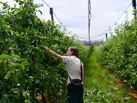 Streuobstwiese im Rahmen des Biodiv-Bodanrück-Projektes