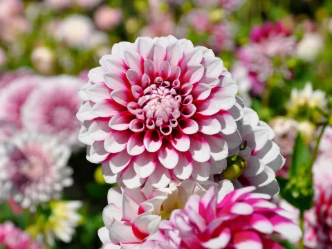 Dahlie mit weiß-pinker Blüte