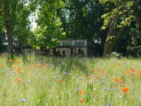 Blumenwiese Großherzog Friedrich Terrasse Insel Mainau 
