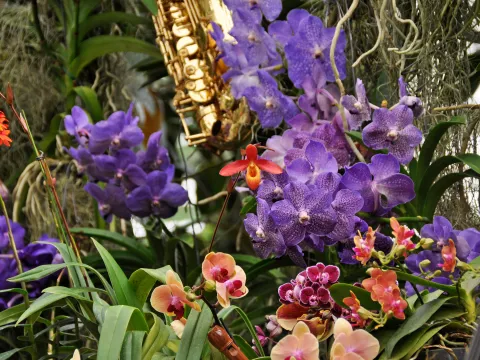 Verschiedene Orchideen in der Orchideenschau auf der Insel Mainau