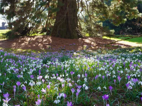 Krokusse und Schneeglöcken Metasequoiaallee Insel Mainau 