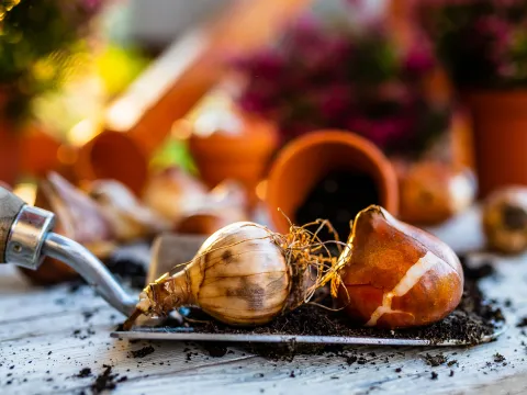 Blumenzwiebeln auf Arbeitsfläche mit Gartenschaufel
