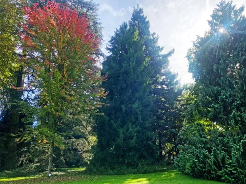 Dufteibe auf der Insel Mainau