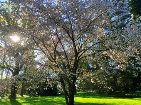 Zierkirsche im Frühling auf der Insel Mainau