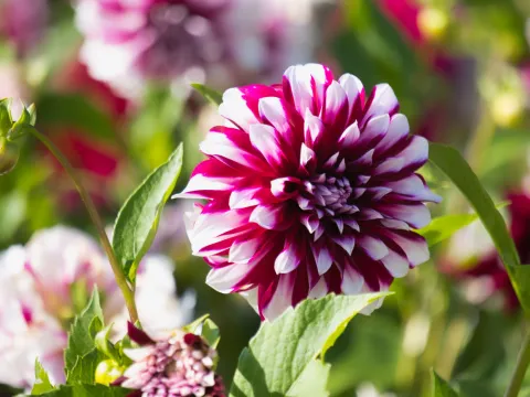 Die Mainau-Dahlienkönigin 2023