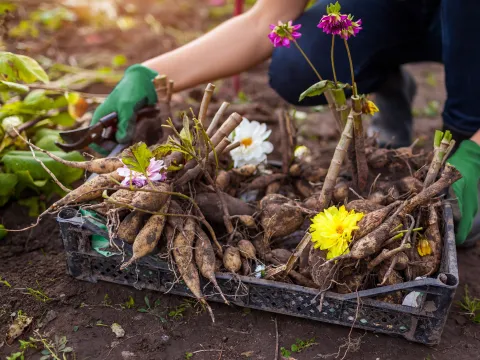 Dahlienknollen in einer Kiste