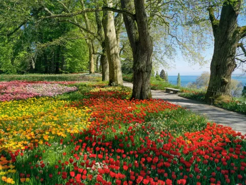 Tulpenblüte in der Frühlingsallee