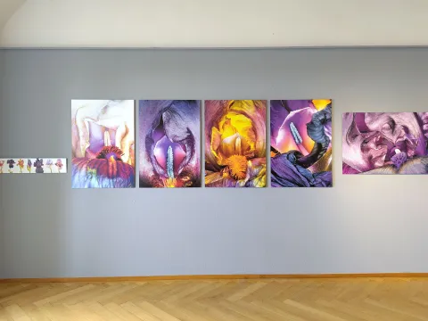 An einer Wand aufgehängte Fotografien von der Irisblüte.