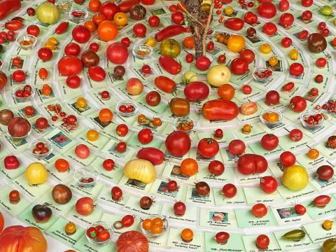 Platte in Kreisform mit verschiedenen Tomatensorten